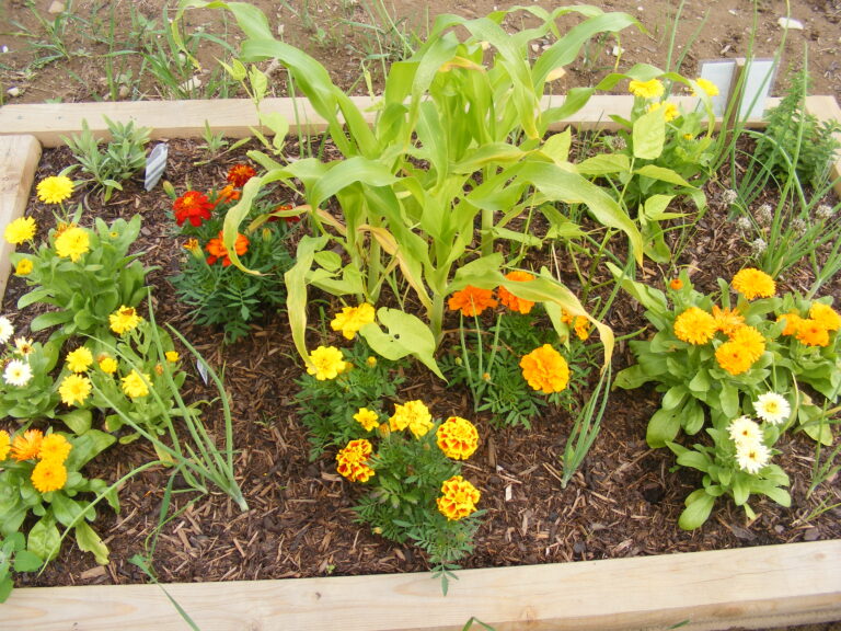 GreenSchoolGrounds_Gardenbed_KeswicRidge