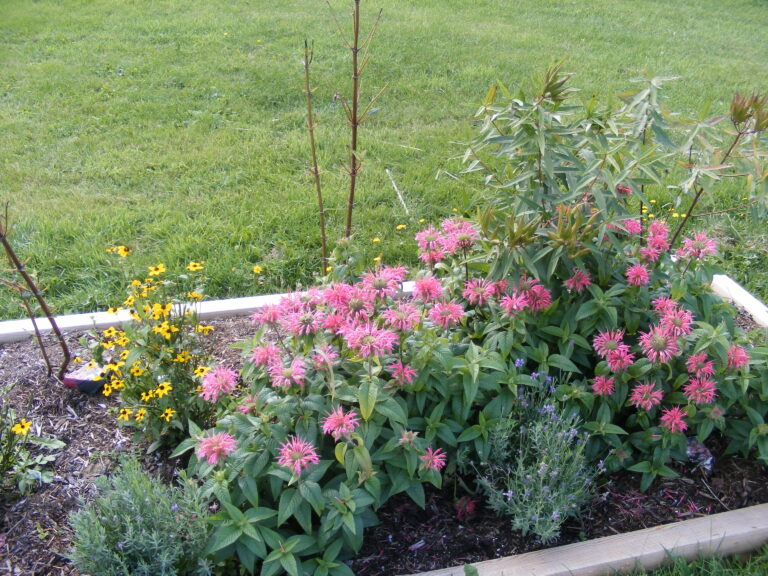 GreenSchoolGrounds_PollinatorGarden_KeswickRidge